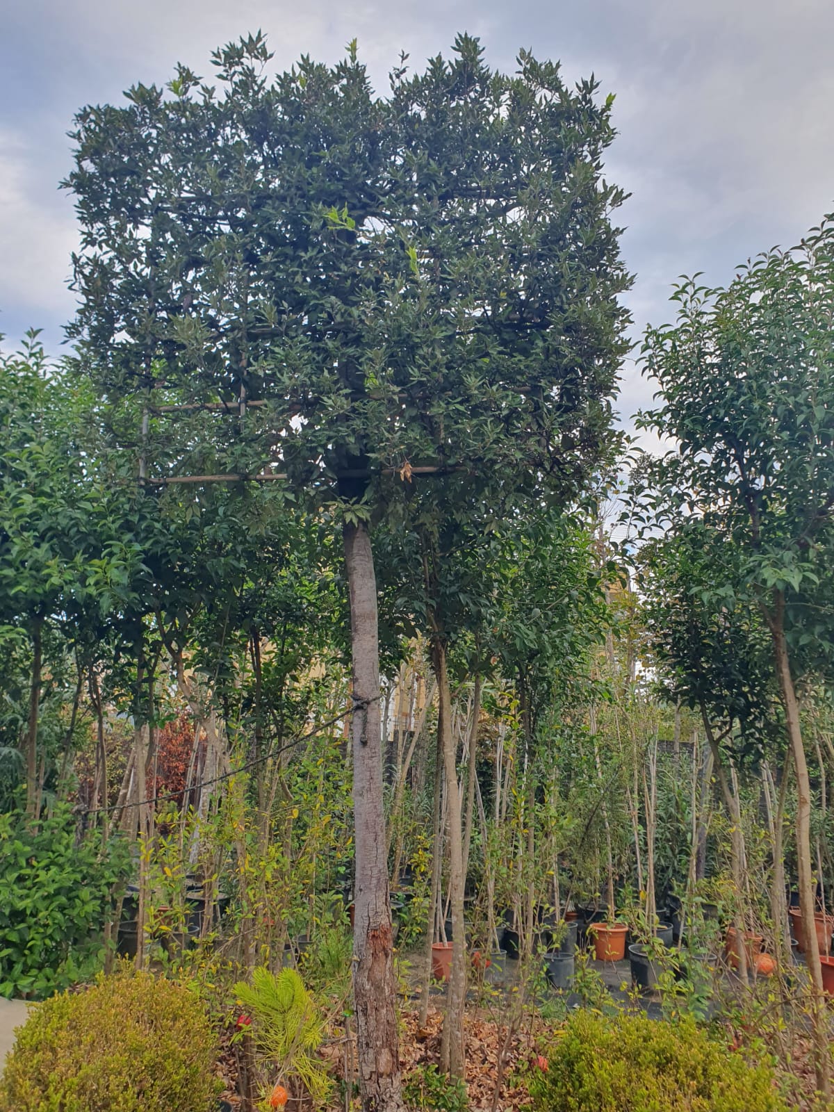 Pemë Dekorative