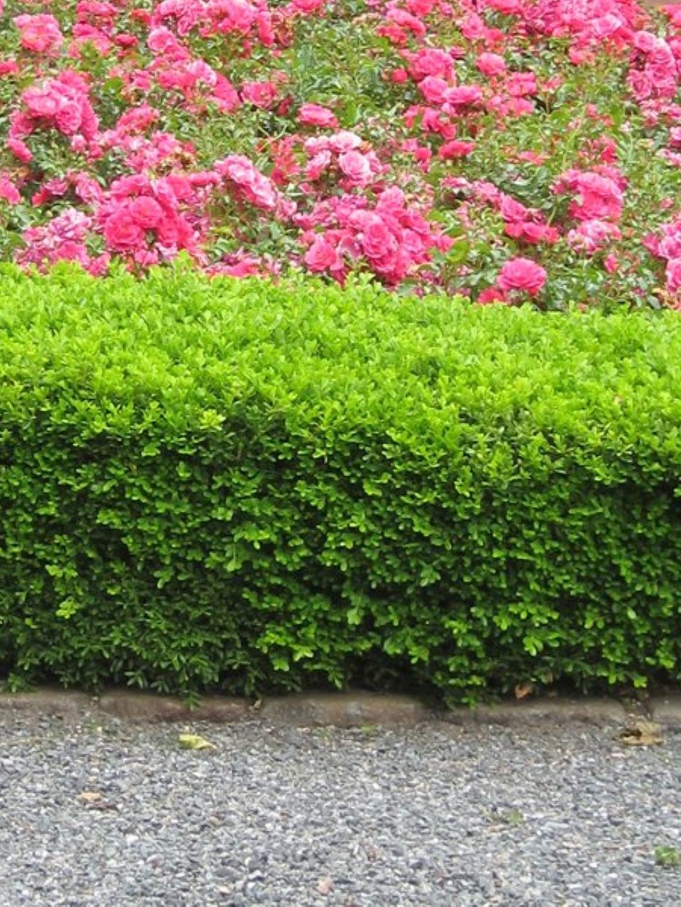 Bushes-shrubs