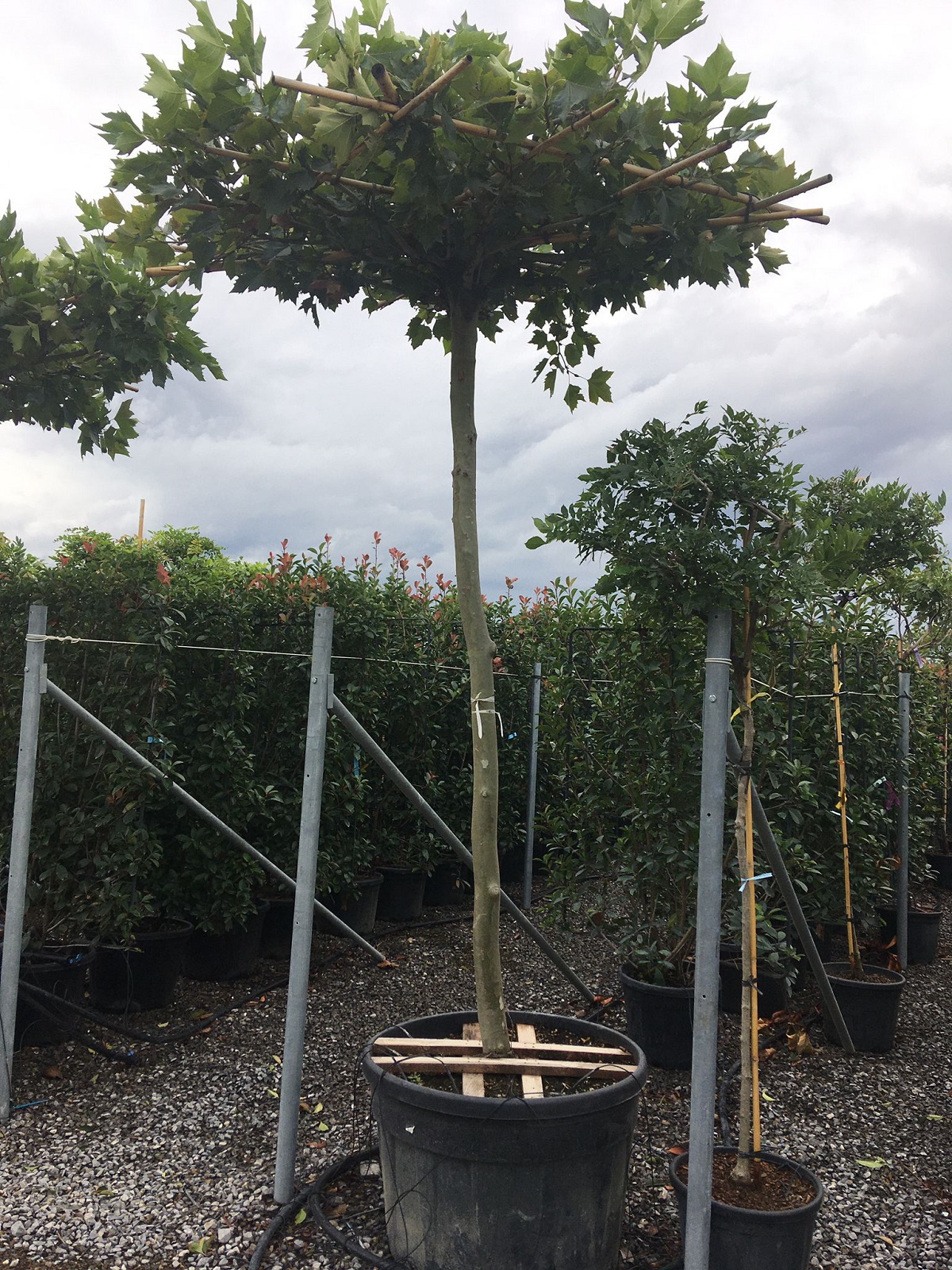 IMG_04-PLATANUS-ACERIFOLIA-HO.-DACH-180x180-STH.240-250-STU-20-25-CLT.290