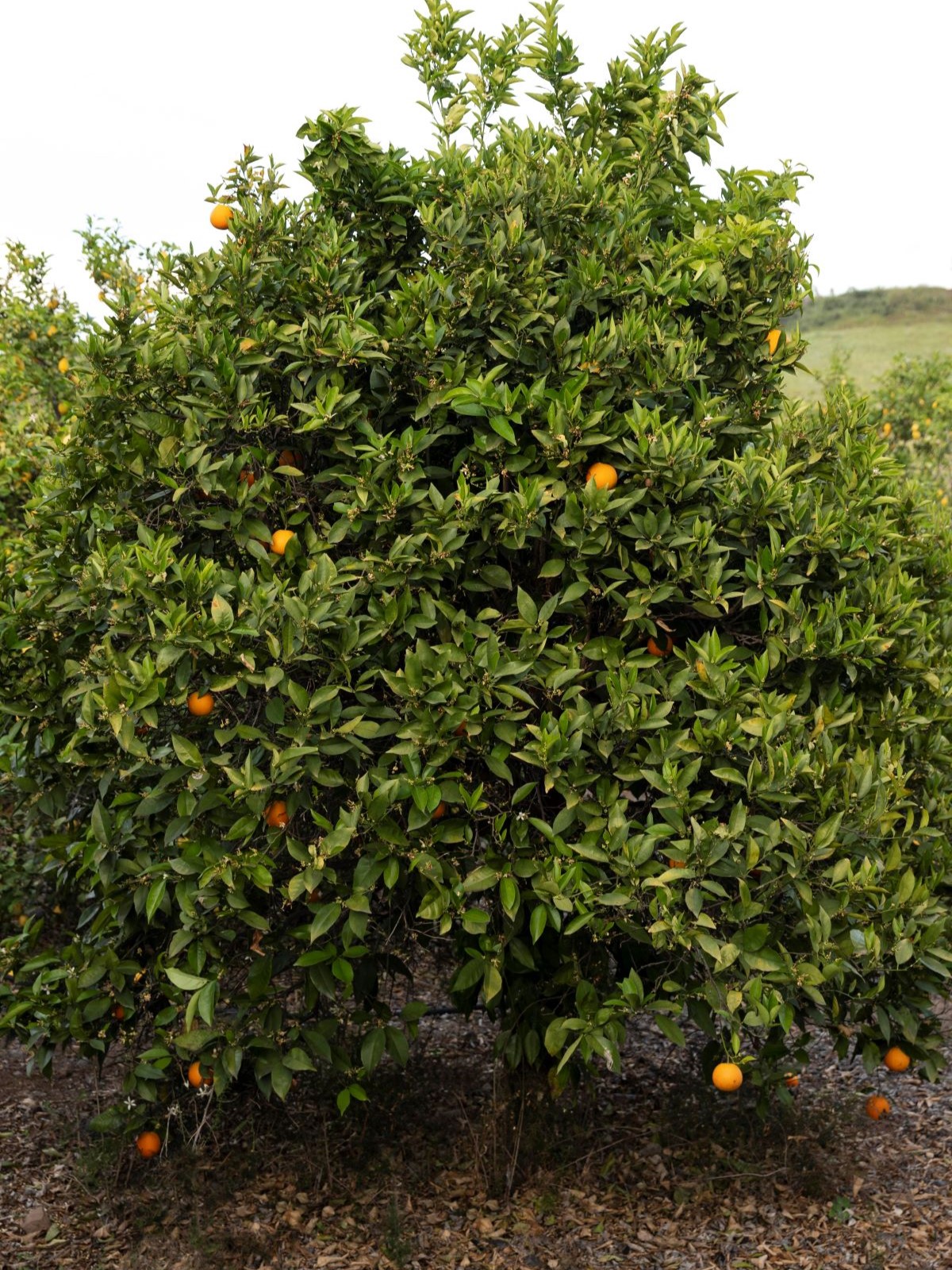 beautiful-orange-tree-with-ripe-fruits.jpg1200x1600