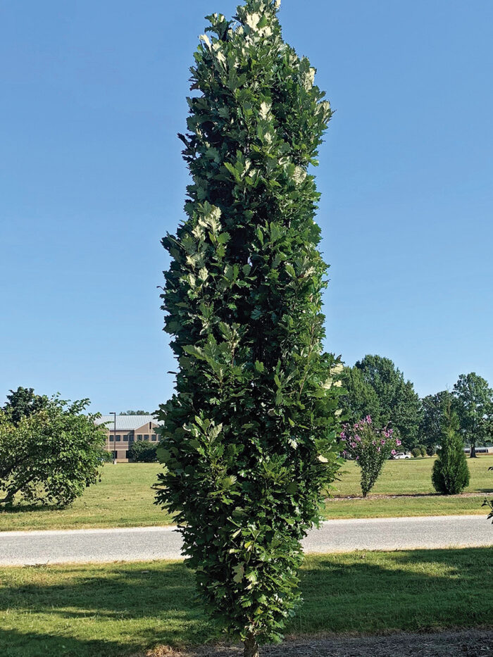 fg201-scp-oaktree-main-700x933