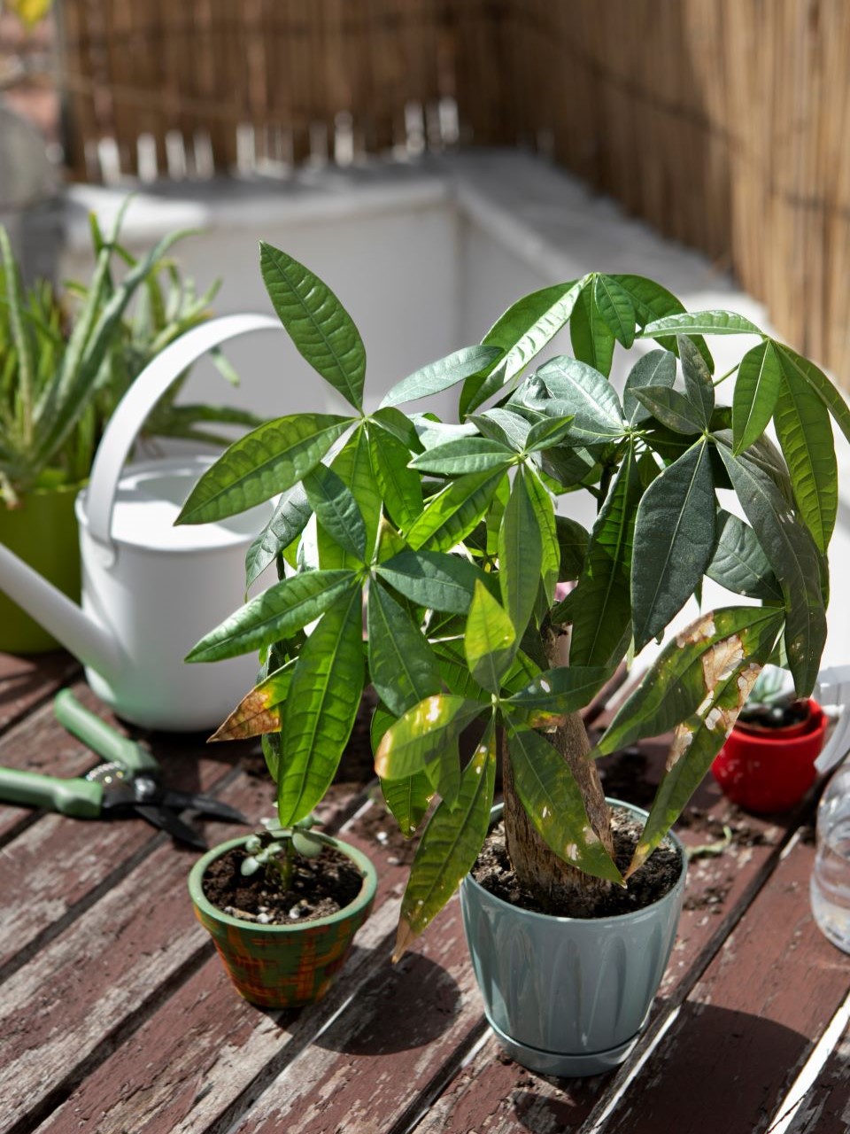 high-angle-green-plants-arrangement960x1280