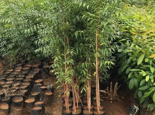 neem-plant-600