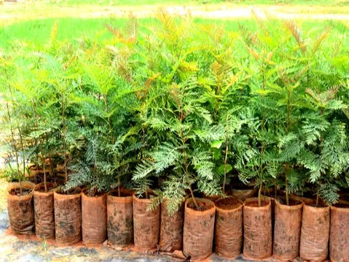 silver-oak-tree-sapling-500x500