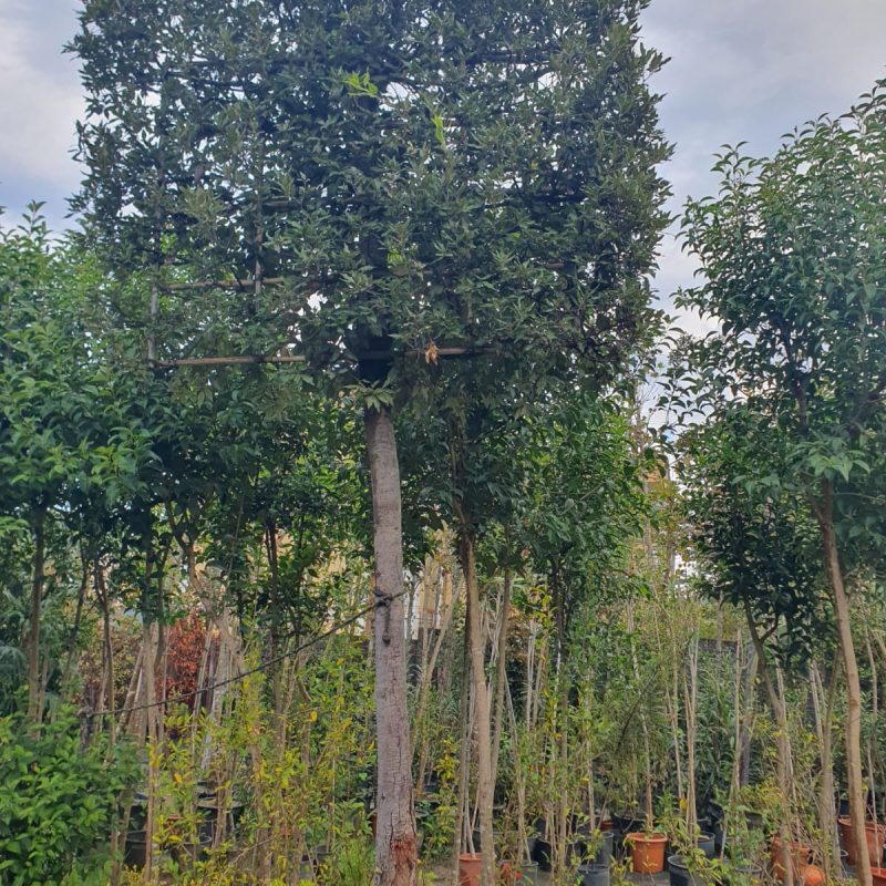 Pemë Dekorative