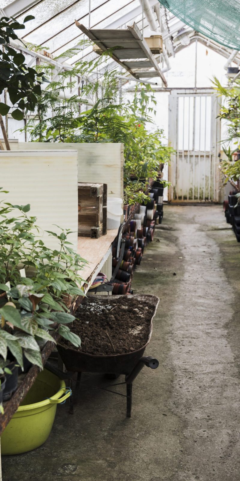 greenhouse-still-life