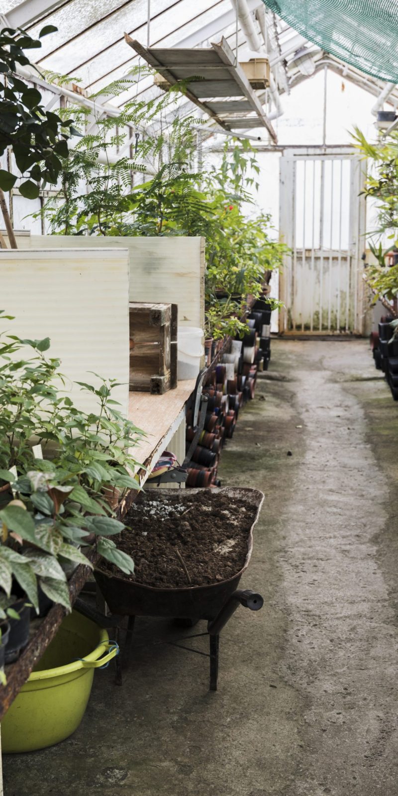 greenhouse-still-life greenhouse-still-life